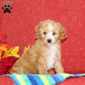 Cashew, Cavapoo Puppy